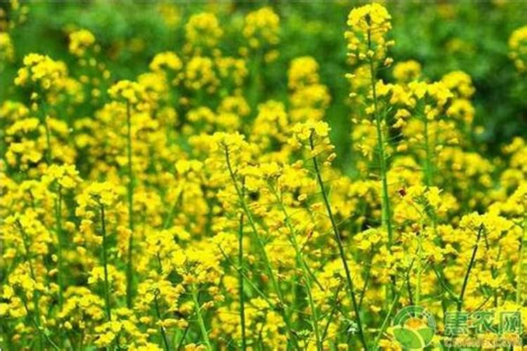 种植油菜为什么要施硼肥 油菜啥时候施硼肥好