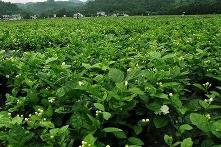 茉莉花怎么施肥施什么肥