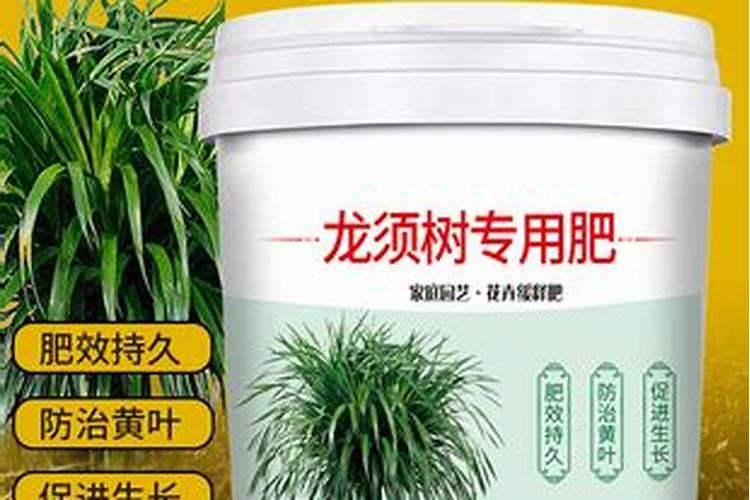 龙须树浇什么肥料合适