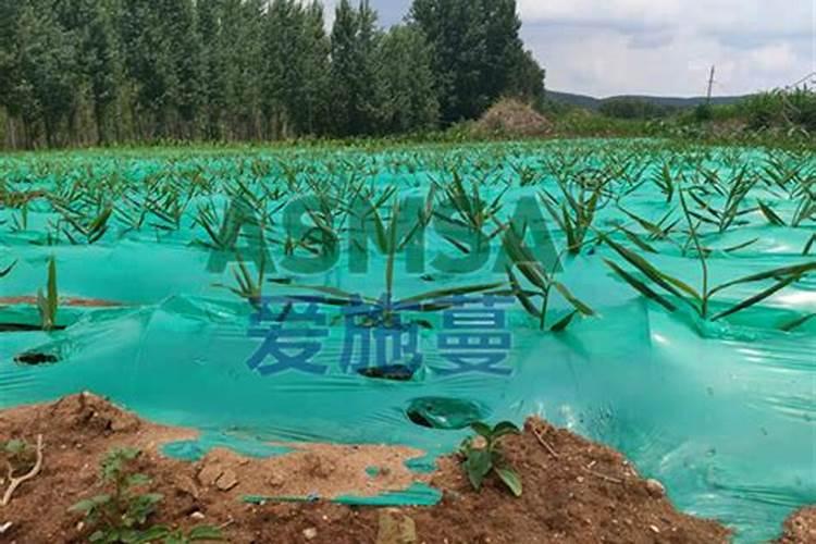 含氨基酸水溶肥和磷酸二氢钾一起能打不