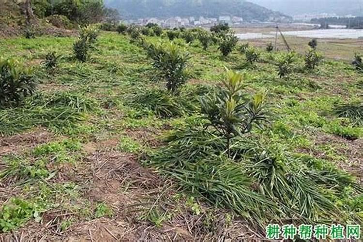 枇杷树什么时候施肥