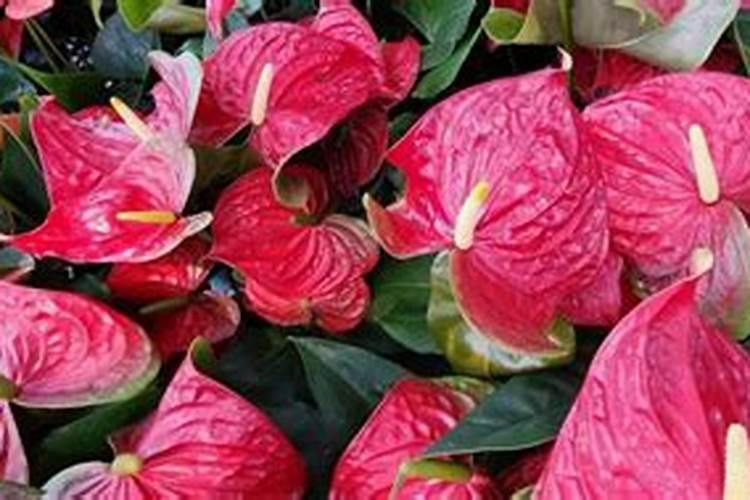 叶子又大又厚的绿植叫  叶子特别厚的植物