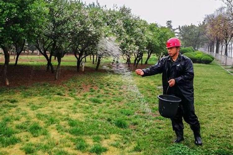 黄花梨用什么肥料施肥比较好 黄花梨施肥方法