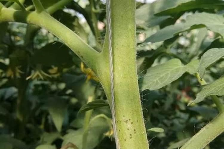 西红柿始终不呈现红色该怎么做