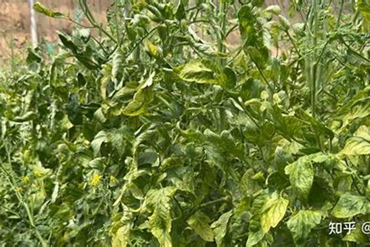 西红柿不爱红,怎么办