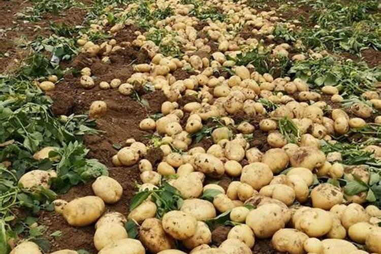 土豆施肥时间和方法 施肥要点有哪些