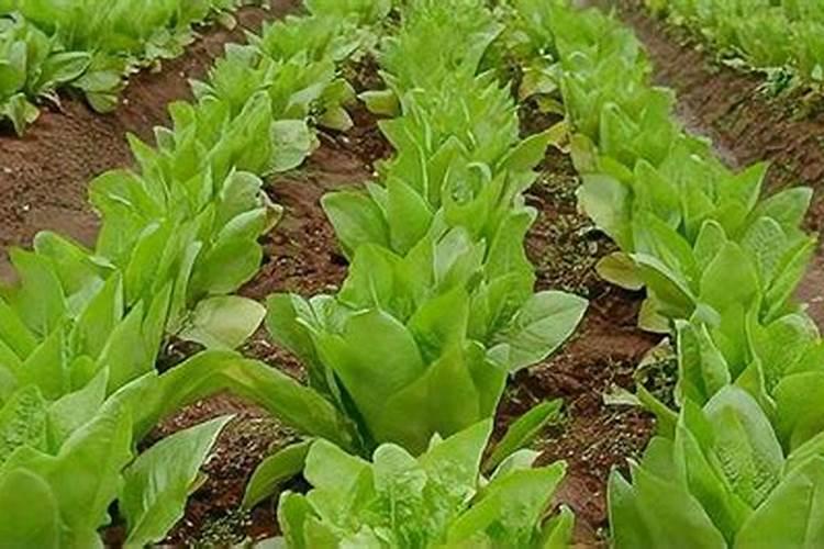 怎么避免莴笋空心