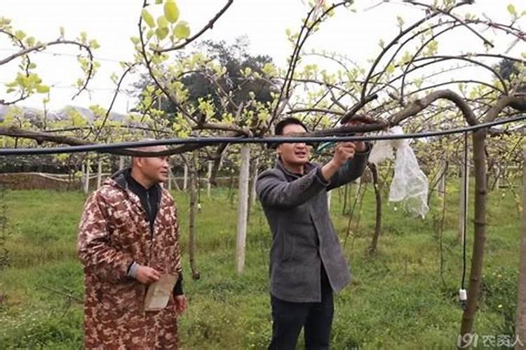 叶面肥价格一般是多少 如何选购好用的叶面肥料