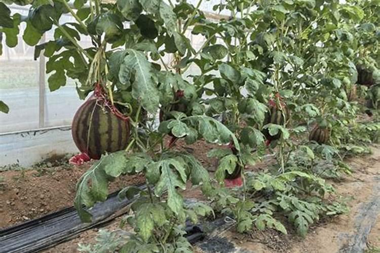 西瓜种植需要什么条件？