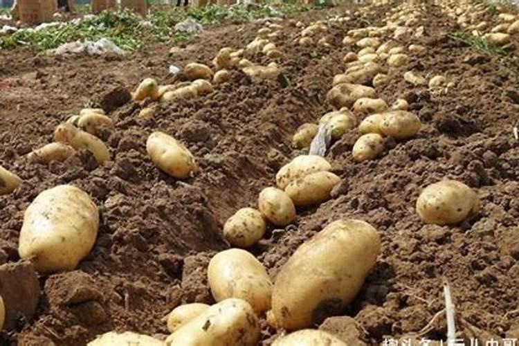 土豆浇什么肥料合适