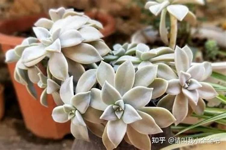 子宝多肉植物怎么养