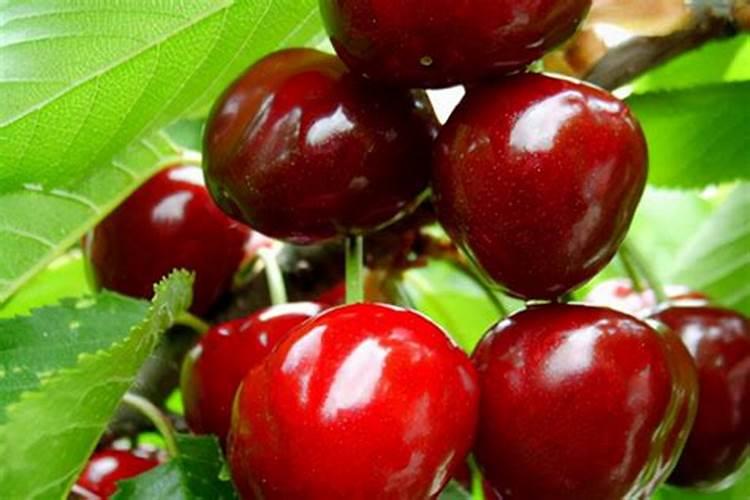 车厘子施肥时间和方法 车厘子施肥技巧