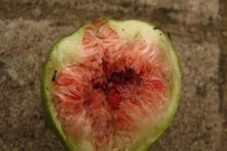 馒头可以做肥料吗