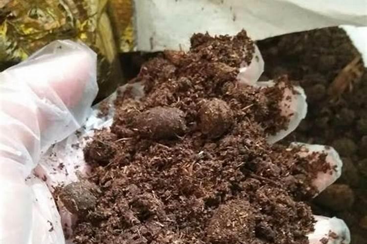蚕的粪便可以做肥料吗