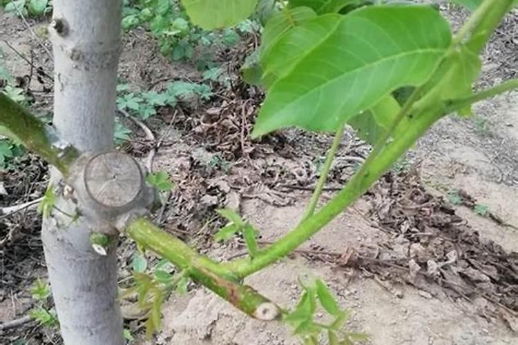 文玩核桃怎么才能结大果