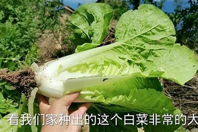 大白菜追肥最佳时间