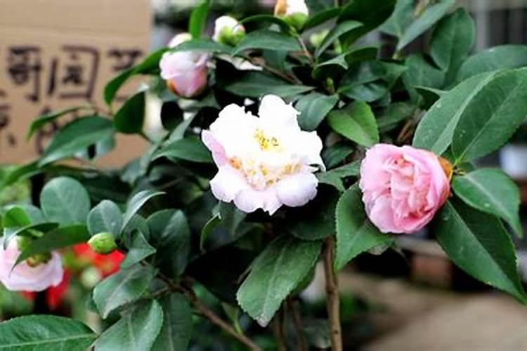 茶花花苞期施什么肥