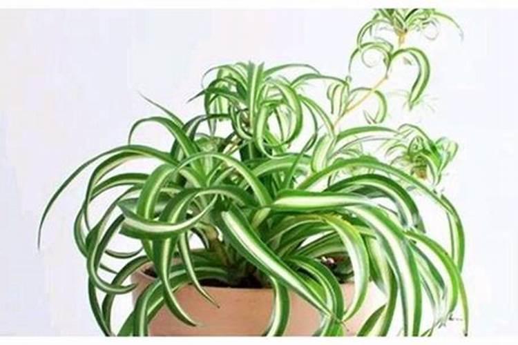 卷叶吊兰怎么养才能更卷