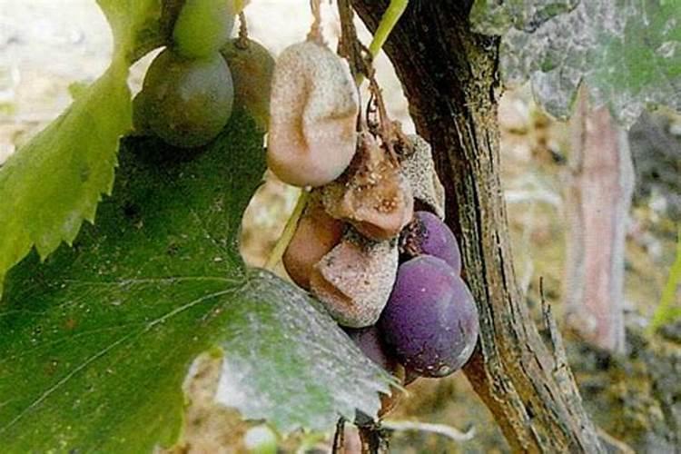 葡萄后期软果的补救