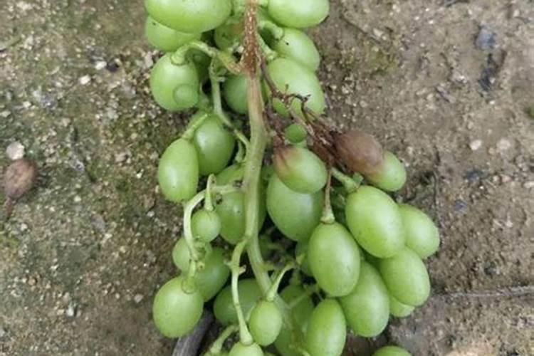 怎么预防葡萄脱粒、裂果、腐果问题