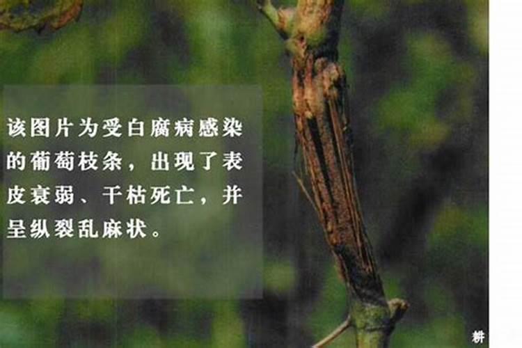 怎样给葡萄树提高坐果率？