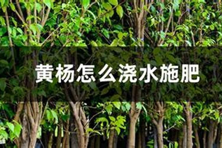 黄杨叶子生病(黄杨叶子枯萎怎么回事)