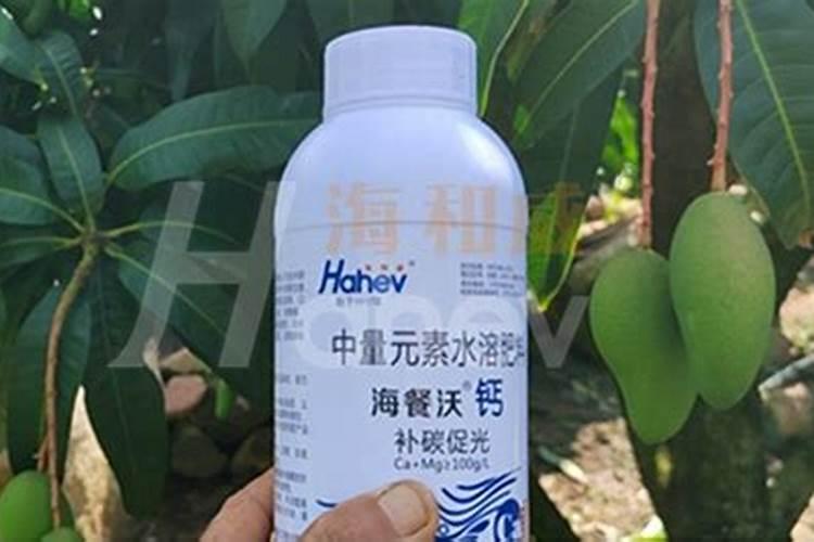 养蟹爪兰用什么肥料