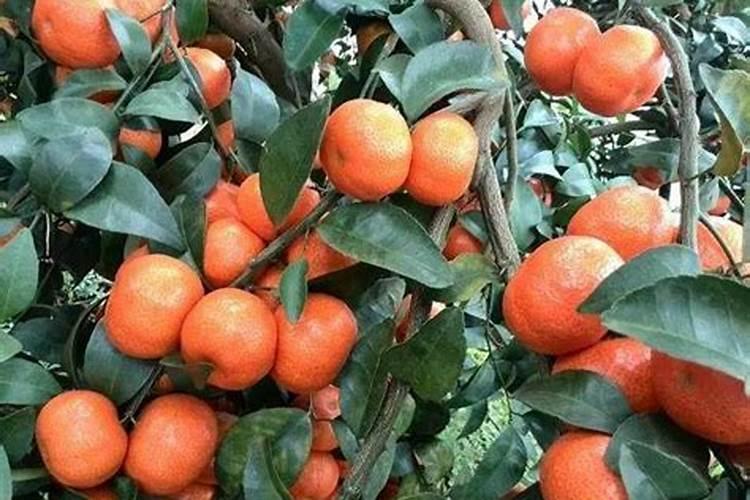 砂糖橘种植技术 对其施加磷肥