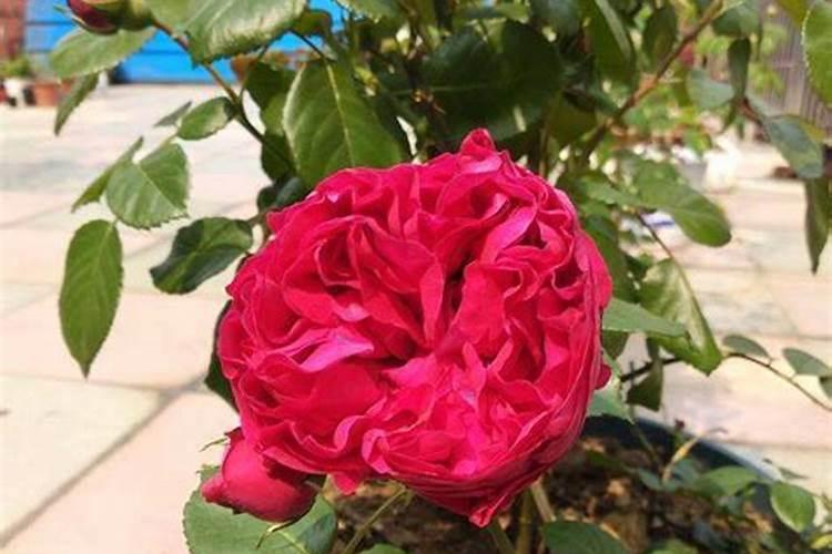 月季花施肥施什么肥料