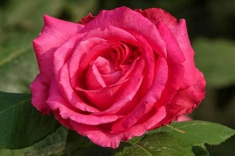 月季施肥施什么肥 月季施肥方法