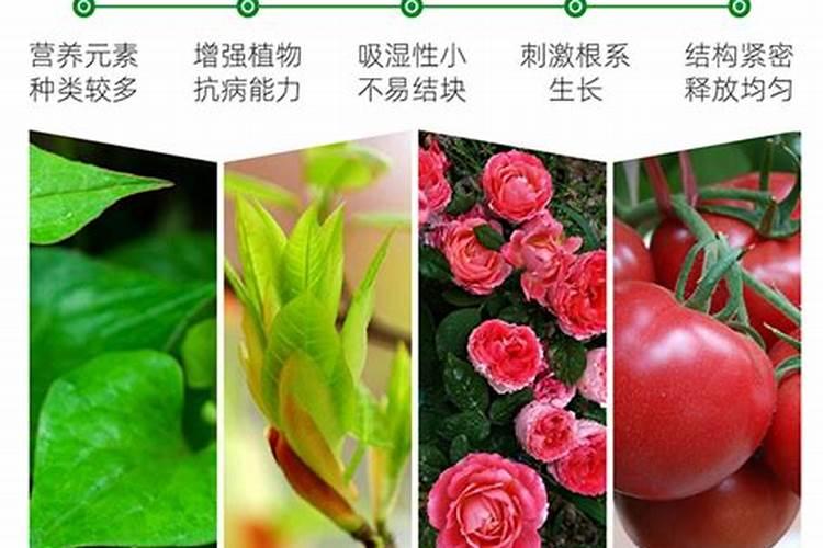 果树促花用什么叶面肥好？