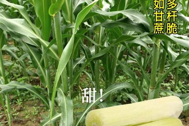 玉米秸秆还田地播种小麦还用上钾肥吗