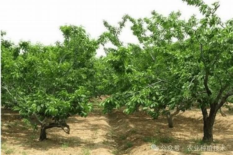 大樱桃树的施肥特点