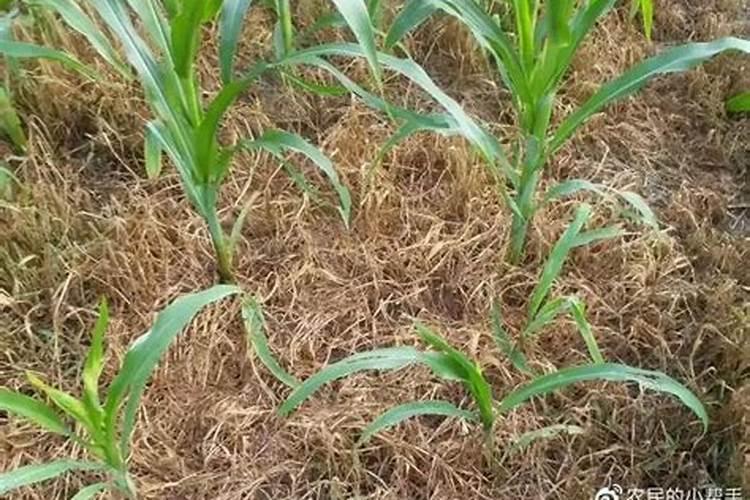 玉米苗期可以喷叶面肥吗？