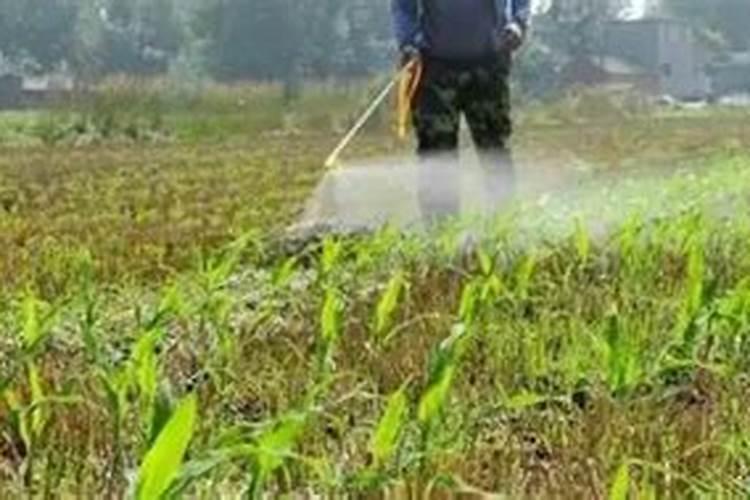 玉米苗后灭草地陪过几天才能打错药