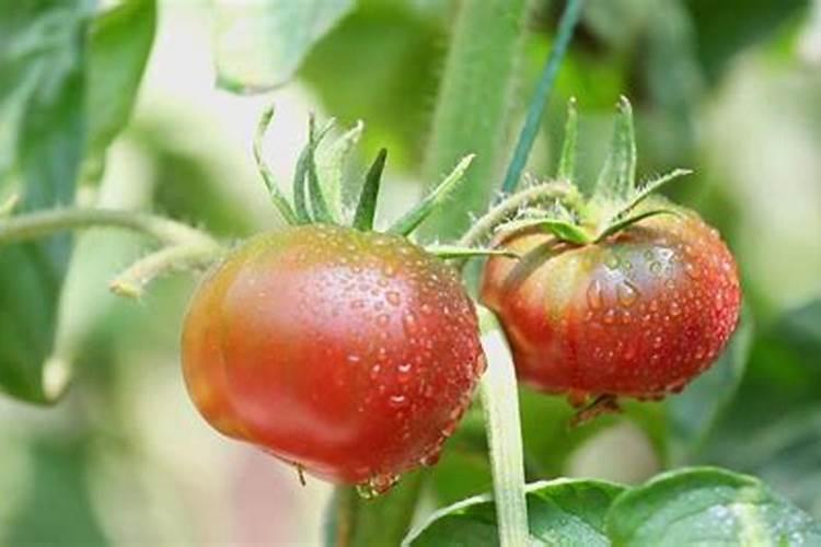 西红柿使用什么肥料最好？