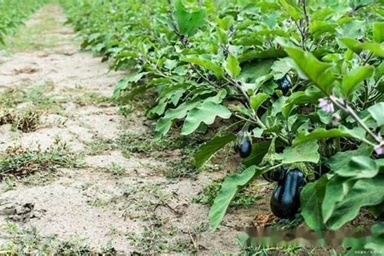 茄子长的慢喷什么叶面肥好？