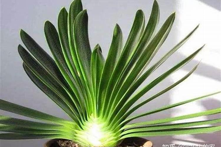 君子兰、文竹养护如何避免黄叶烂根