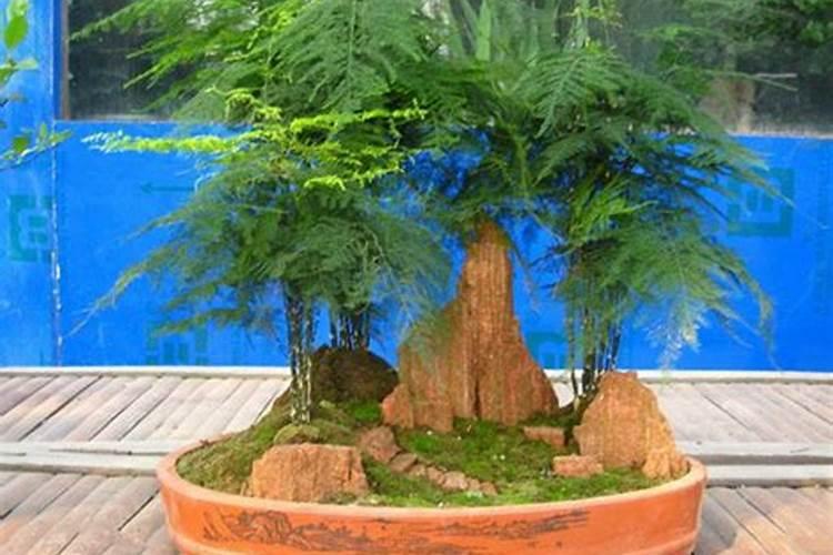 兰花肥能用于文竹吗