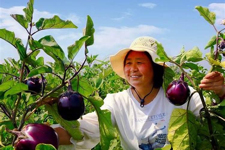 茄子高产用什么叶面肥好？茄子促花保果根茎块膨大素？