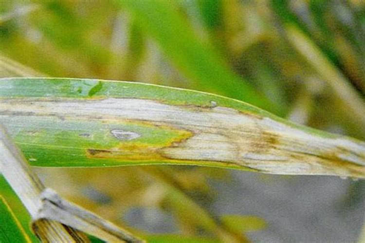 谷子喷什么叶面肥ke杈多？