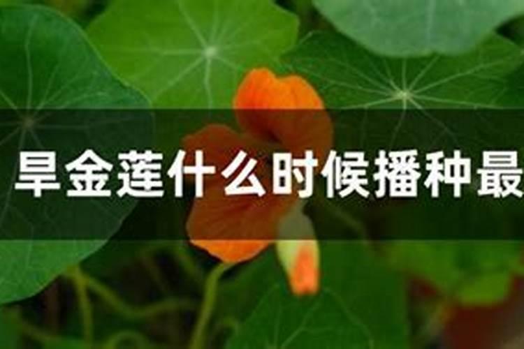 旱金莲怎么施肥最好