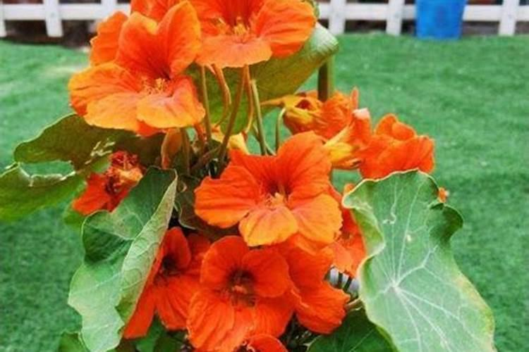 旱金莲怎么施肥