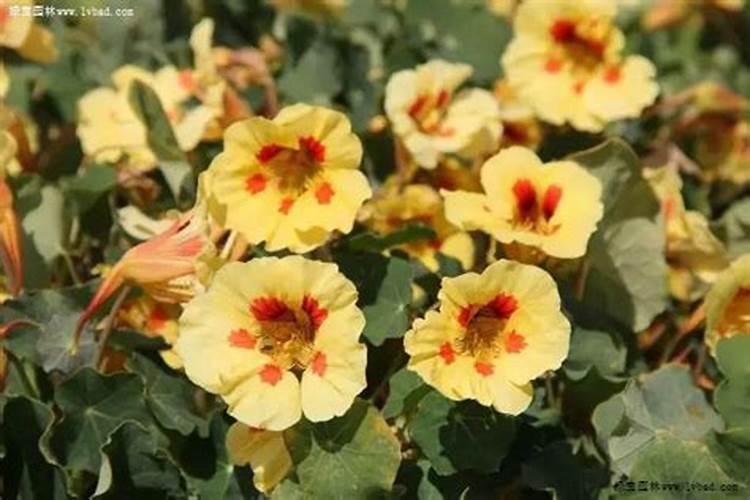 旱金莲怎么施肥