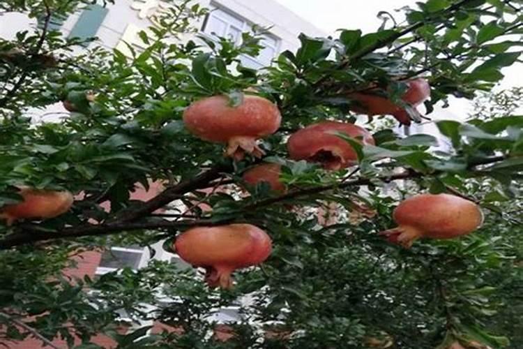 石榴为什么不开花