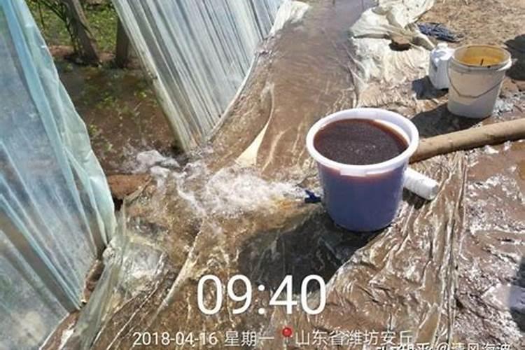 作物使用鱼蛋白肥会有什么效果？