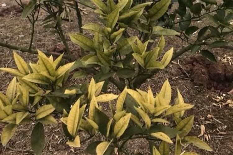 稻田草药水放多了怎么补救