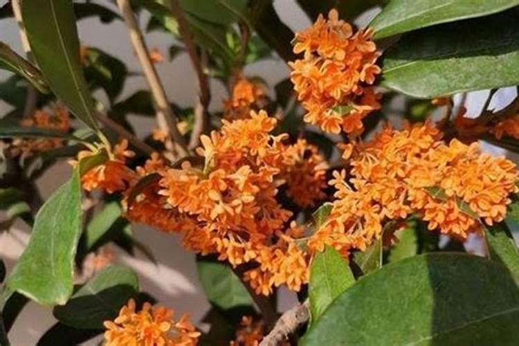 桂花树什么时候施肥 桂花树哪个时候施肥