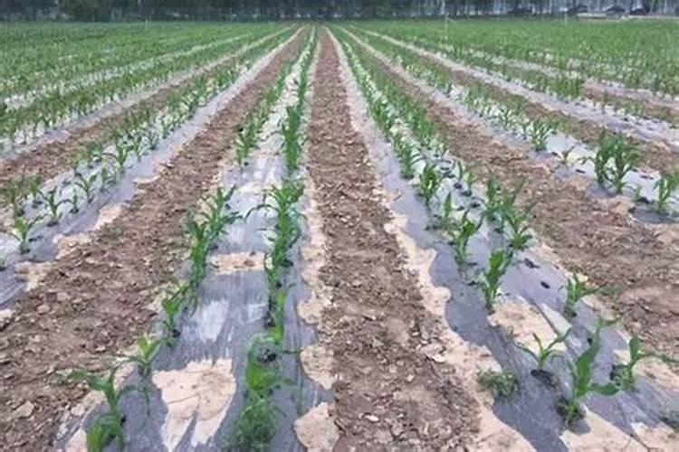 地膜玉米如何追肥