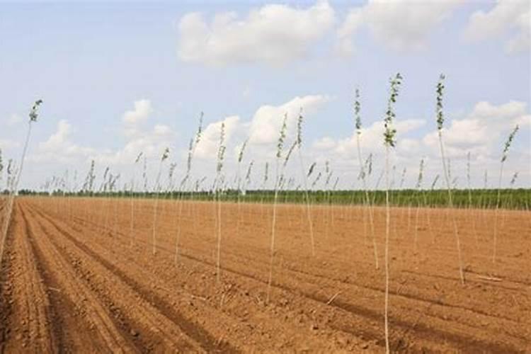 第一年栽的杨树能施肥吗